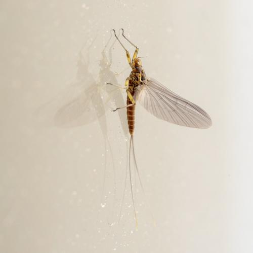 Réf. 319 177 : Baetinae inconnu