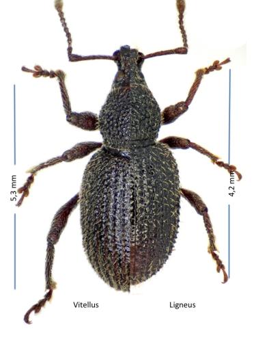 Réf. 319 594 : Otiorhynchus divers