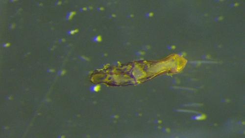 Réf. 319 802 : Longitarsus luridus