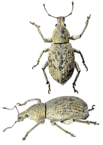 Geonemus flabellipes