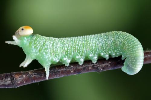 Réf. 319 480 : Trichiosoma tibiale