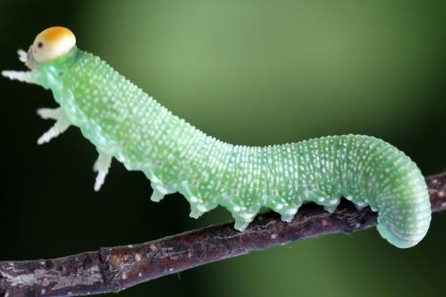 Réf. 319 481 : Trichiosoma tibiale