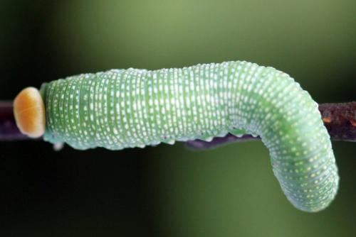 Trichiosoma tibiale