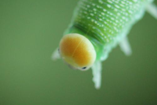 Trichiosoma tibiale