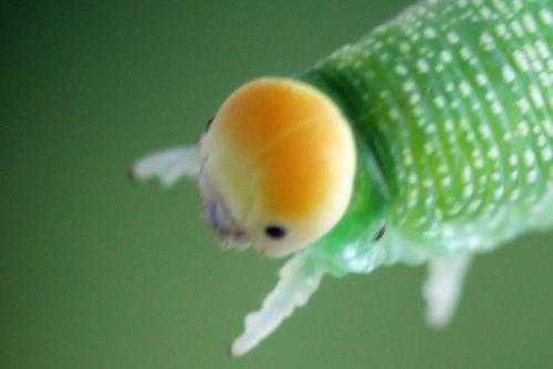 Trichiosoma tibiale
