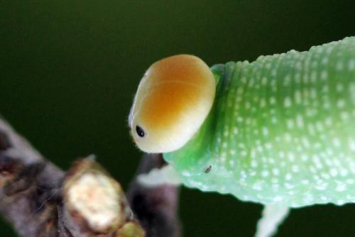 Trichiosoma tibiale