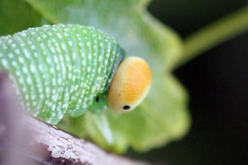 Trichiosoma tibiale