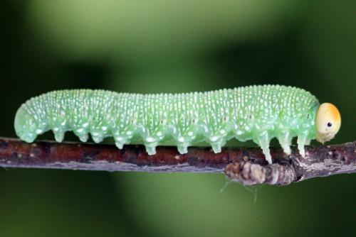 Trichiosoma tibiale