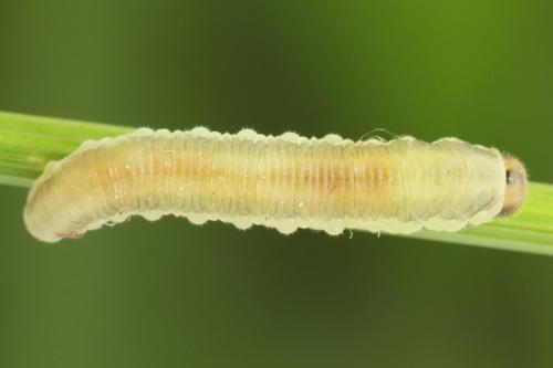 Empria longicornis