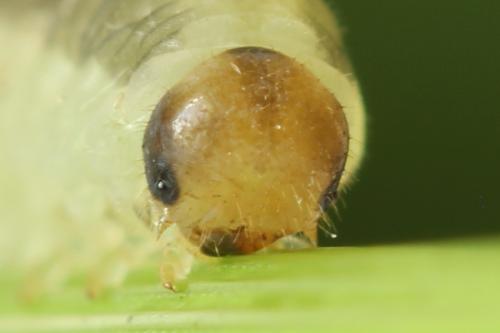 Réf. 319 808 : Empria longicornis