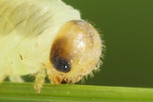 Empria longicornis