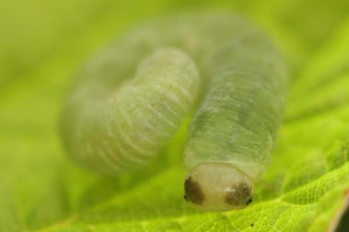Taxonus agrorum