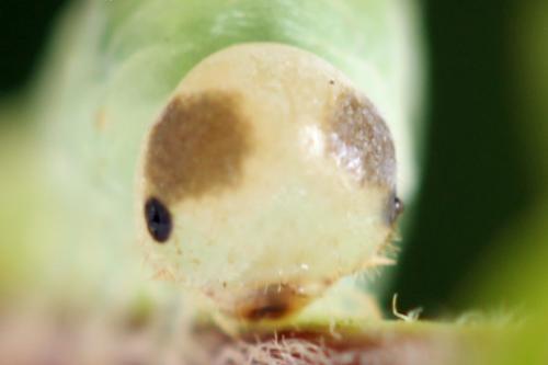 Taxonus agrorum