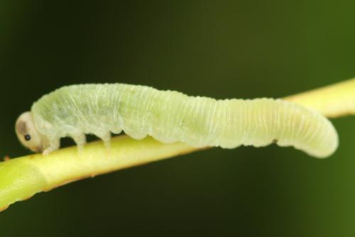 Taxonus agrorum