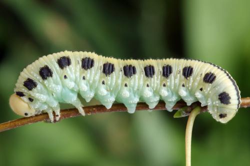 Cimbex femoratus