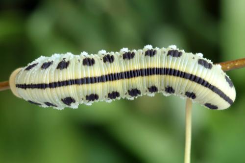 Réf. 319 398 : Cimbex femoratus