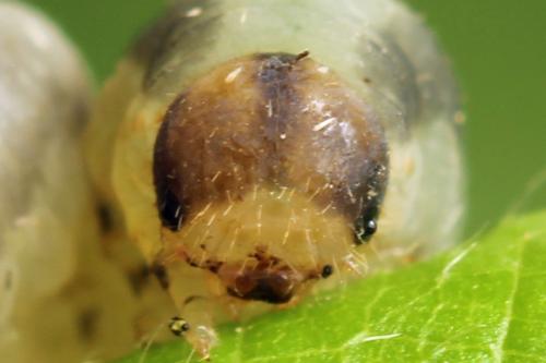 Empria tridens
