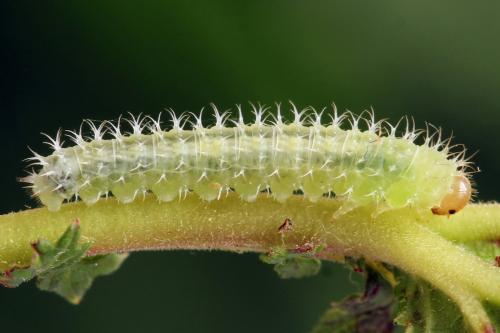 Claremontia tenuicornis