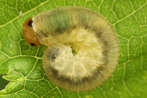 Empria pallimacula