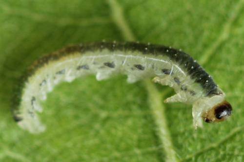 Ametastegia perla