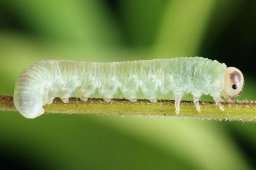 Taxonus agrorum