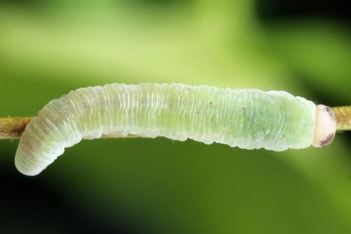 Taxonus agrorum
