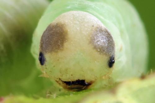 Taxonus agrorum