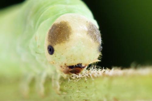 Taxonus agrorum