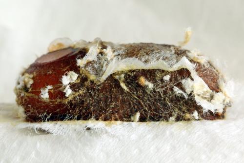 Trichiosoma tibiale