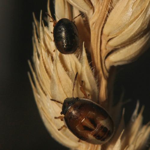 Neottiglossa bifida