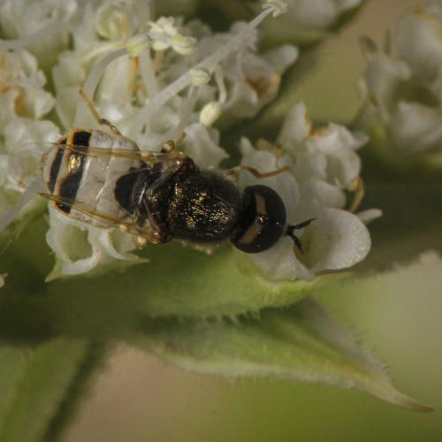 Réf. 319 068 : Nemotelus sp.