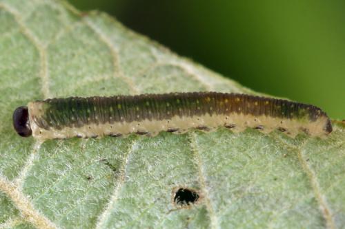 Ametastegia perla