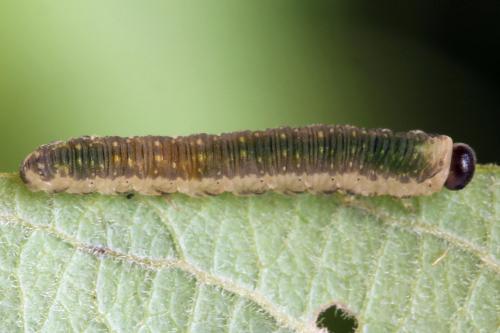 Ametastegia perla
