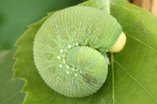 Trichiosoma lucorum