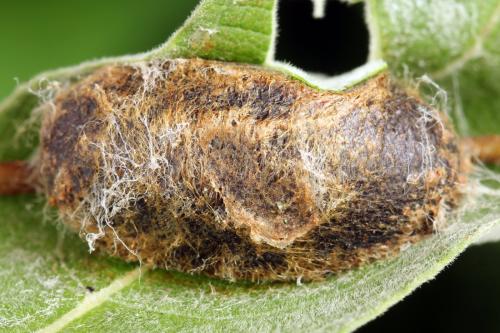 Réf. 319 452 : Trichiosoma lucorum