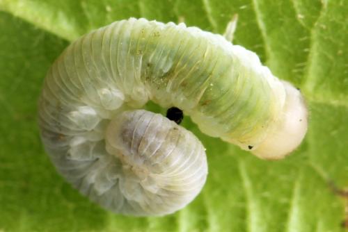 Taxonus agrorum
