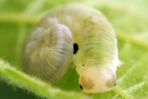 Taxonus agrorum