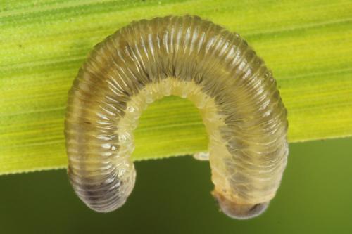 Empria longicornis