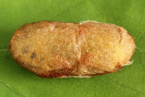 Réf. 319 400 : Cimbex femoratus