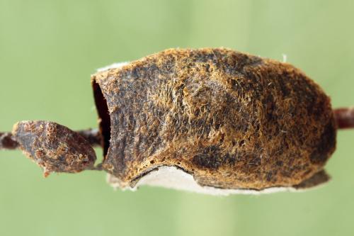 Réf. 319 453 : Trichiosoma lucorum