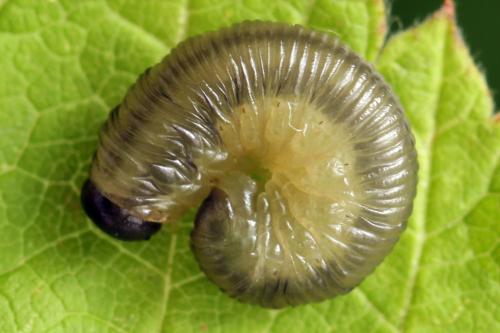 Empria tridens