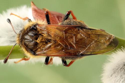 Réf. 319 455 : Trichiosoma lucorum