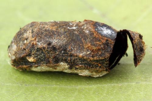 Trichiosoma tibiale