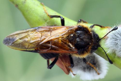 Trichiosoma tibiale