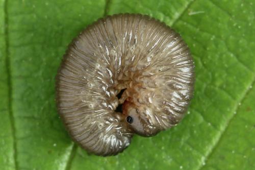 Réf. 319 837 : Empria pallimacula