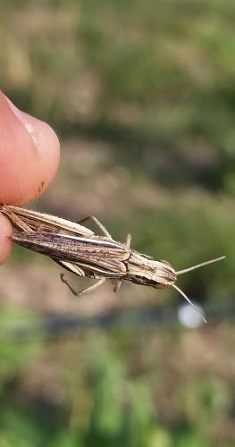 Euchorthippus sp.