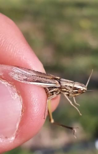 Euchorthippus sp.