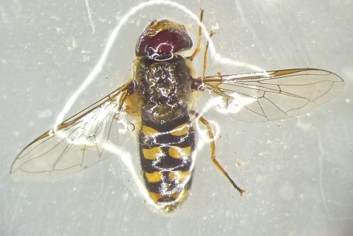 Réf. 319 992 : Eupeodes sp.