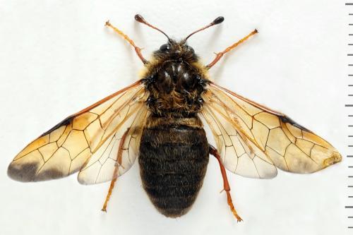 Réf. 319 456 : Trichiosoma lucorum