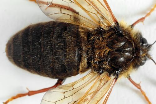 Réf. 319 458 : Trichiosoma lucorum